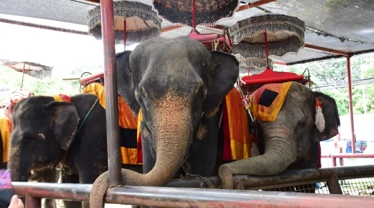 アユタヤ象乗り